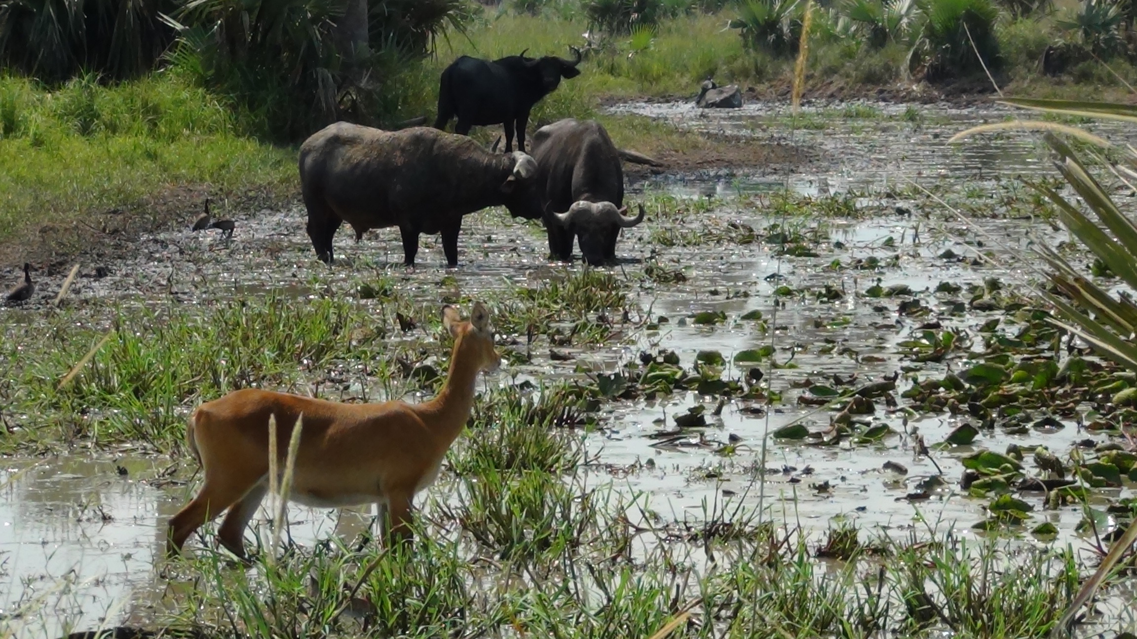 3 Days Murchison Falls Safari Image