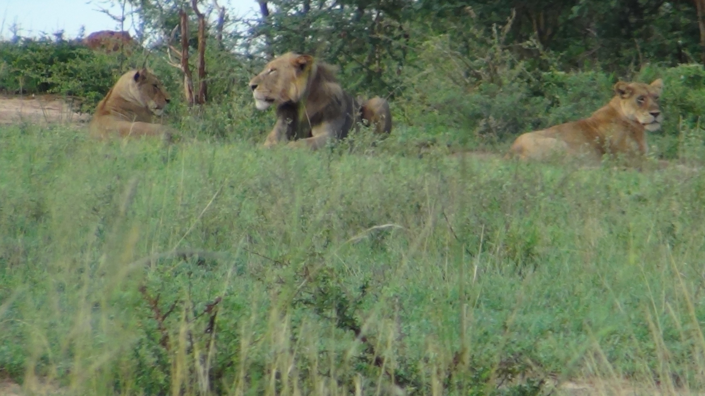 7 Days Uganda Wildlife Safari Image