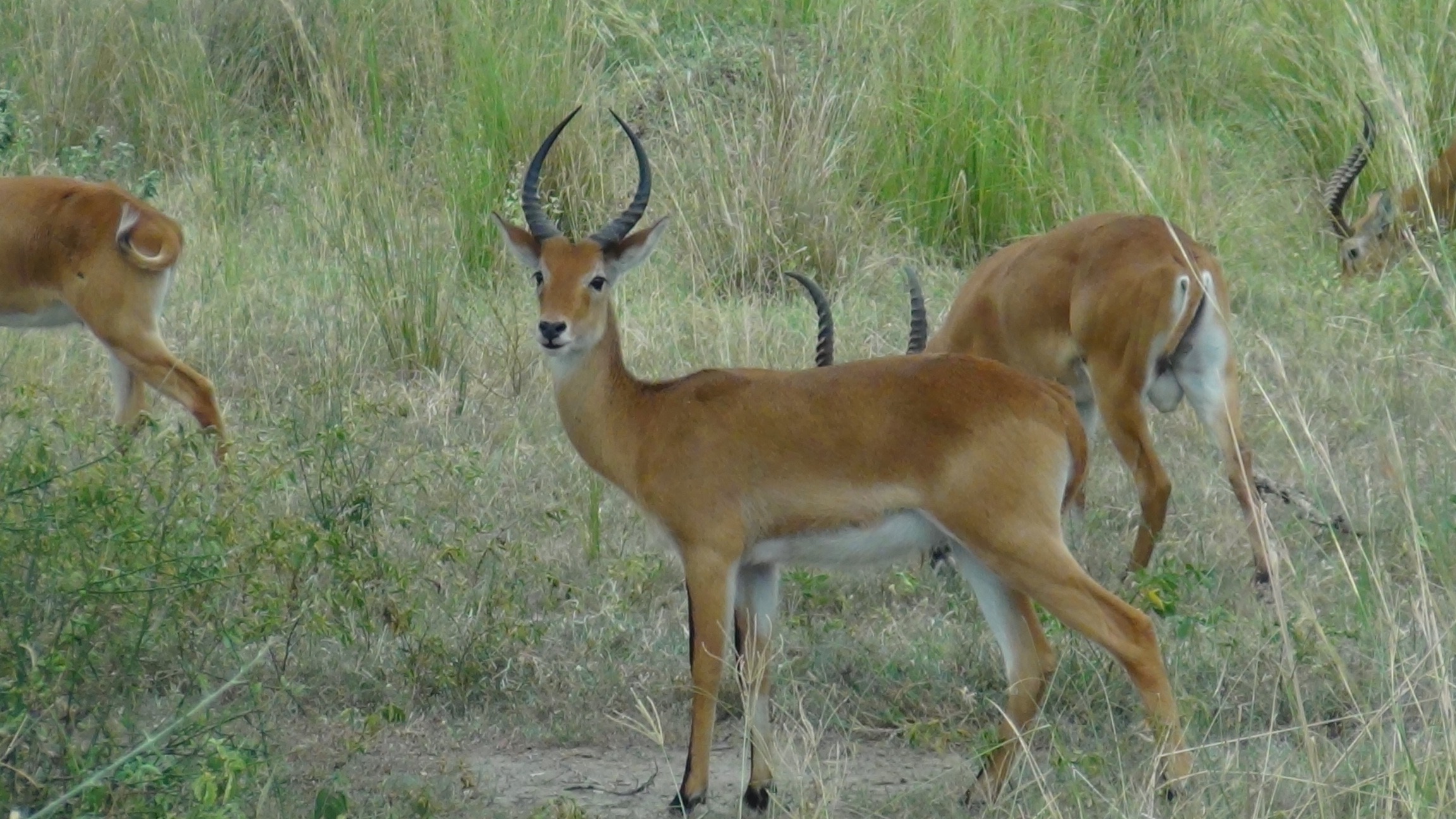 7 Days Uganda Wildlife Safari Image