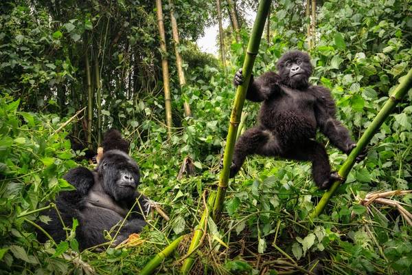 3 Days Bwindi Gorilla Tour Image