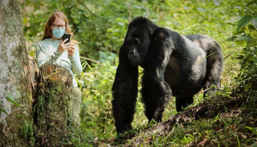 3 Days Bwindi Gorilla Tour Image