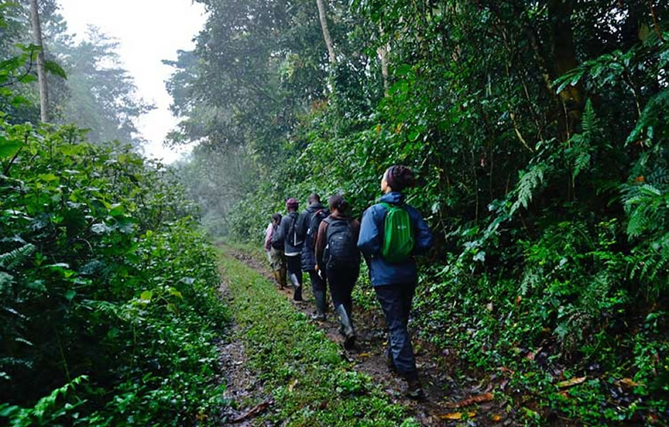 3 Days Bwindi Gorilla Tour Image