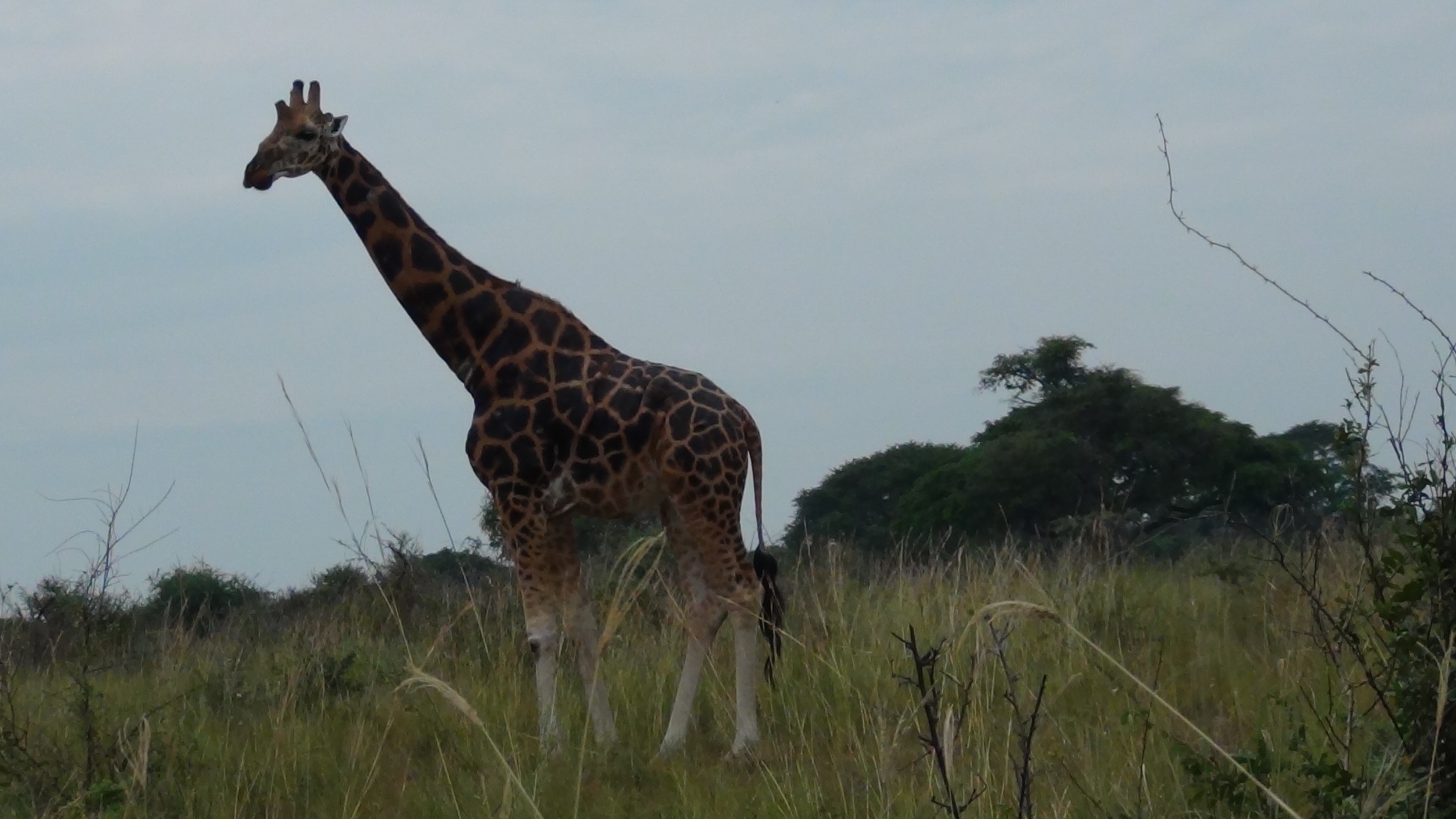 7 Days Uganda Wildlife Safari Image