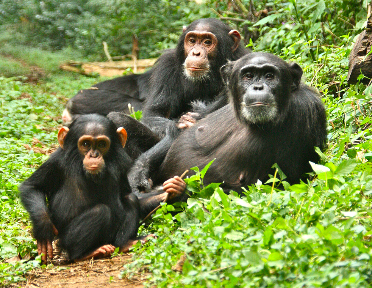 Chimpanzees Trekking