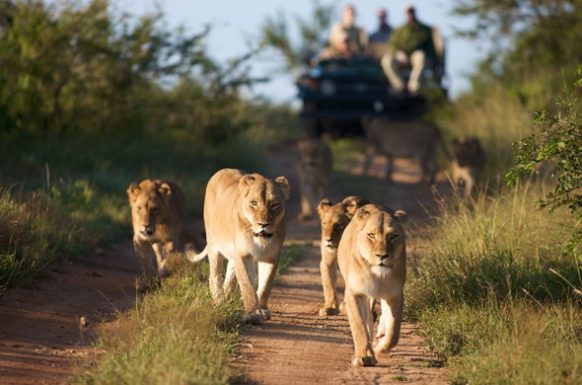 10 Days Wildlife, Chimpanzee & Gorilla Tracking Image