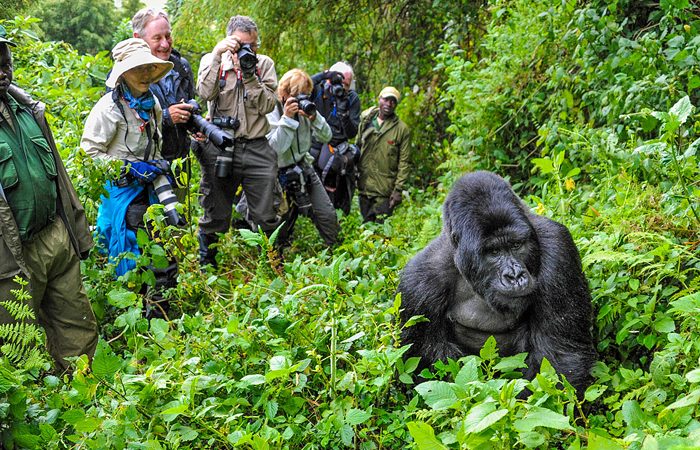 Gorilla Trekking